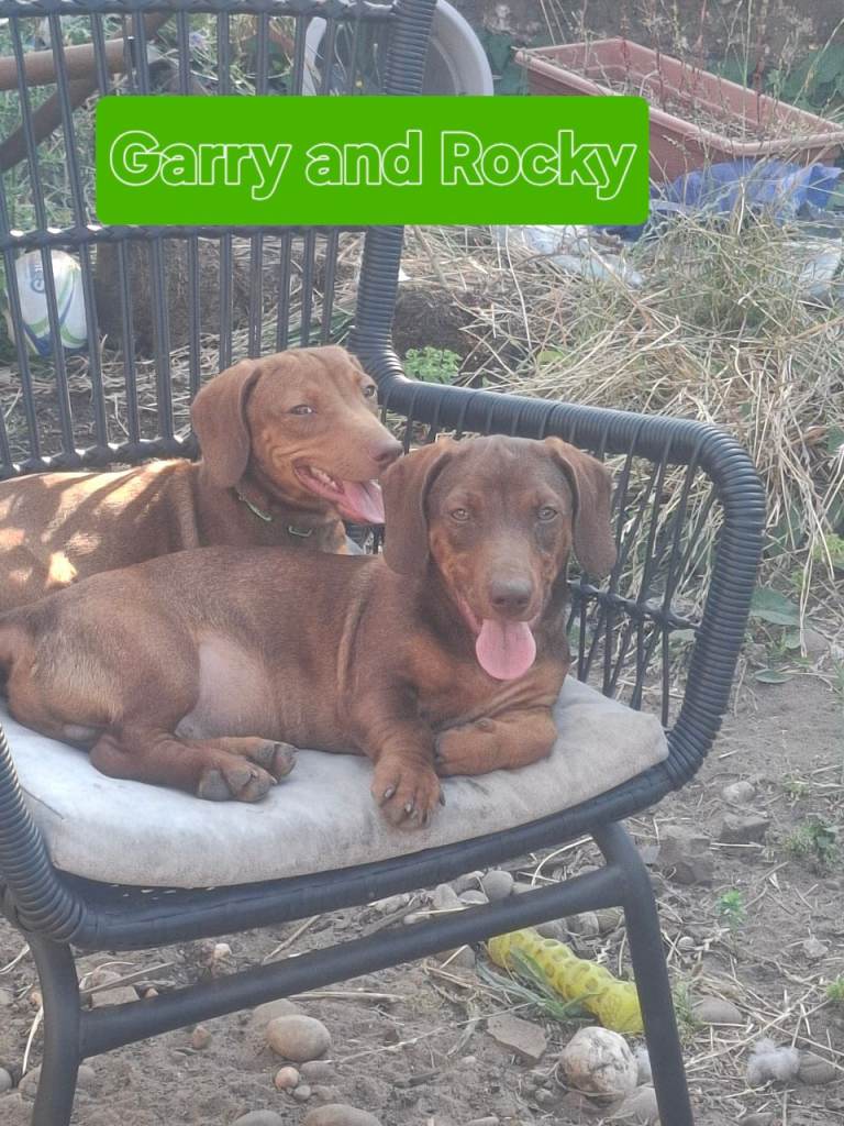 Puppies, dachshund, sausage dogs 