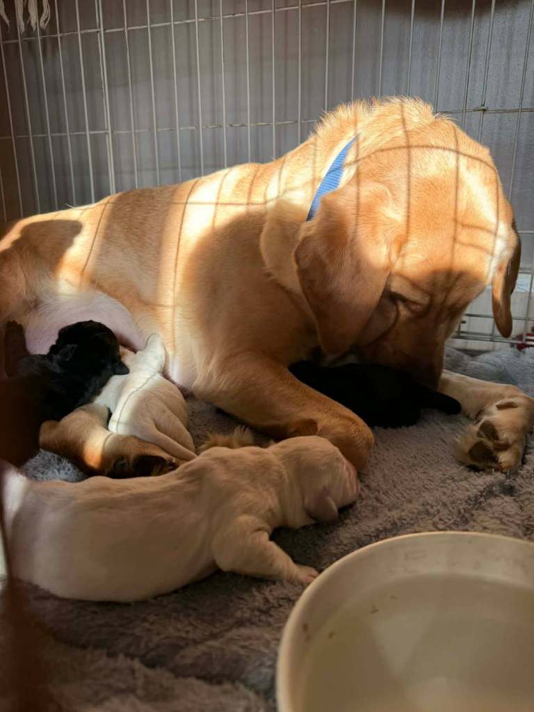 Labrador pups for sale 