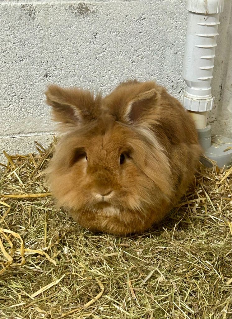 Two Lionhead x Lop Rabbits