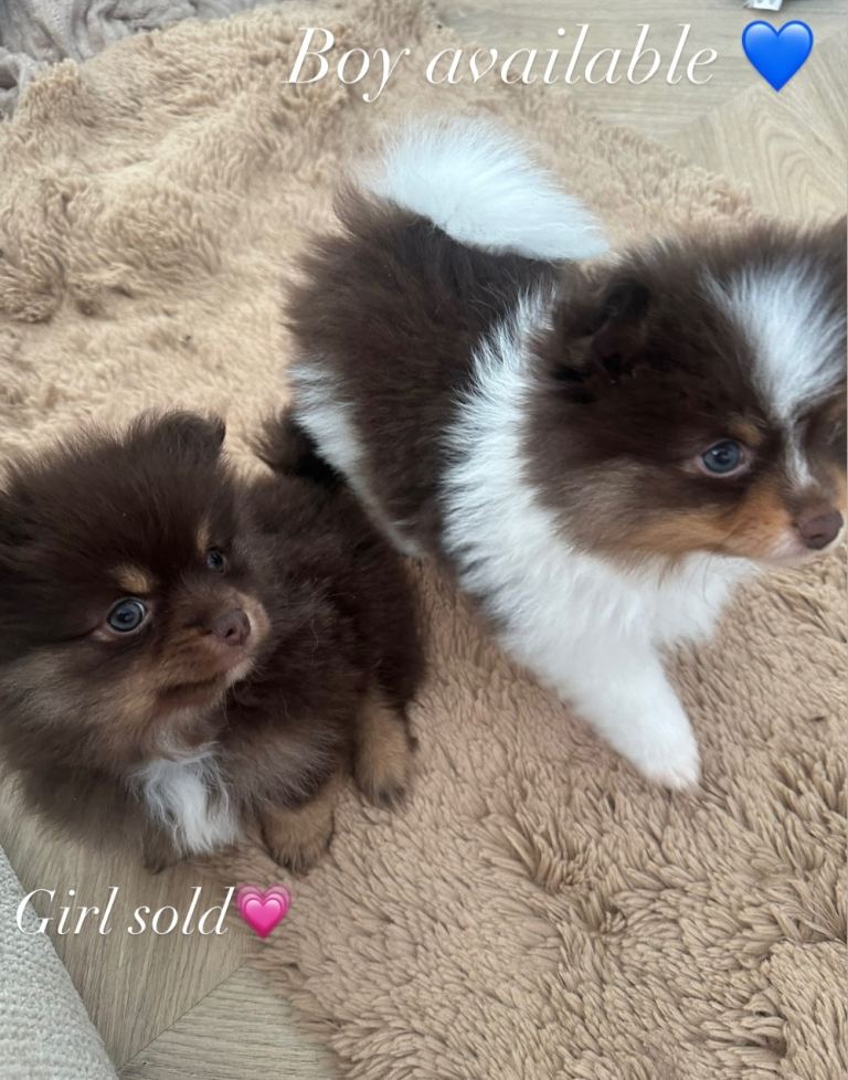  Beautiful Pomeranians 😍