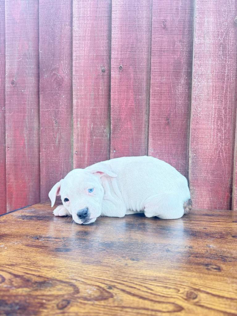 Johnson’s American Bulldog Puppies for sale 