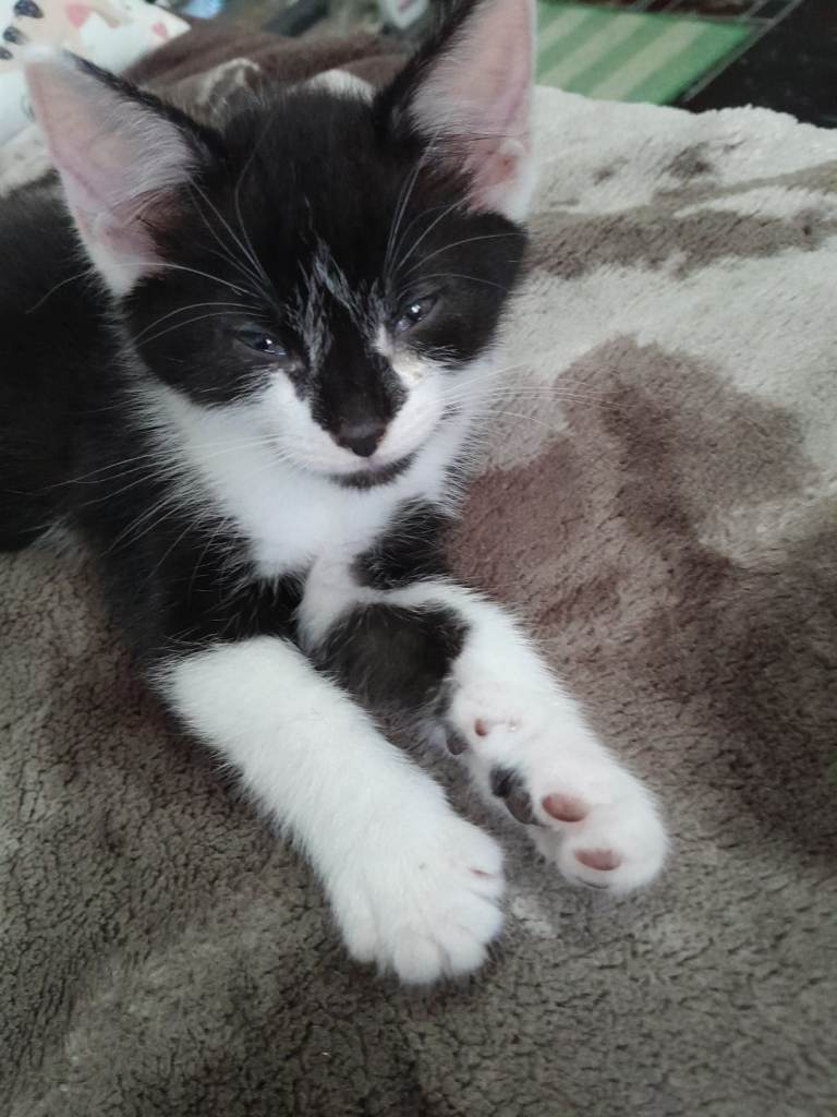 Kittens for sale 