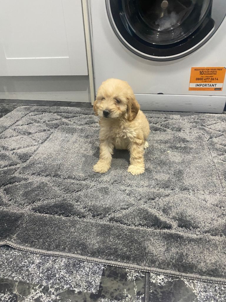 Adorable Cockapoo Puppies Ready for New Homes
