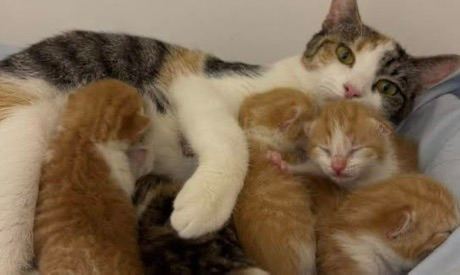 4 KITTENS FOR SALE 