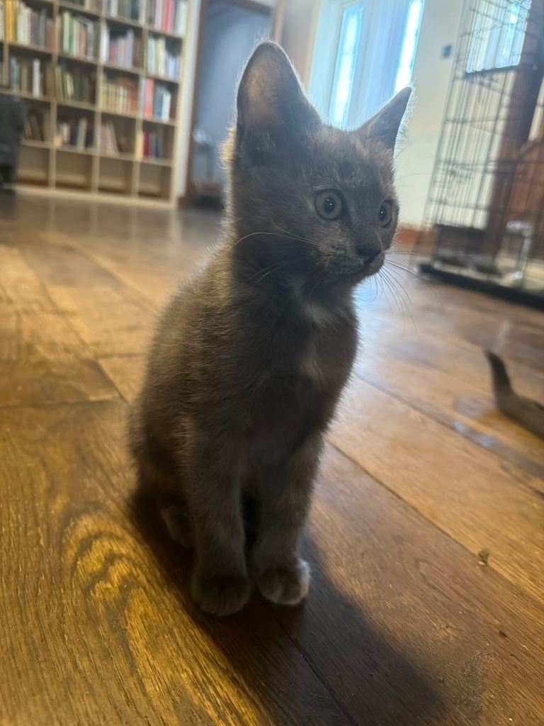 Maine Coone Ragdoll kittens  