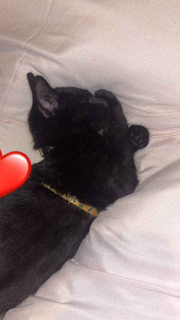 kittens for sale