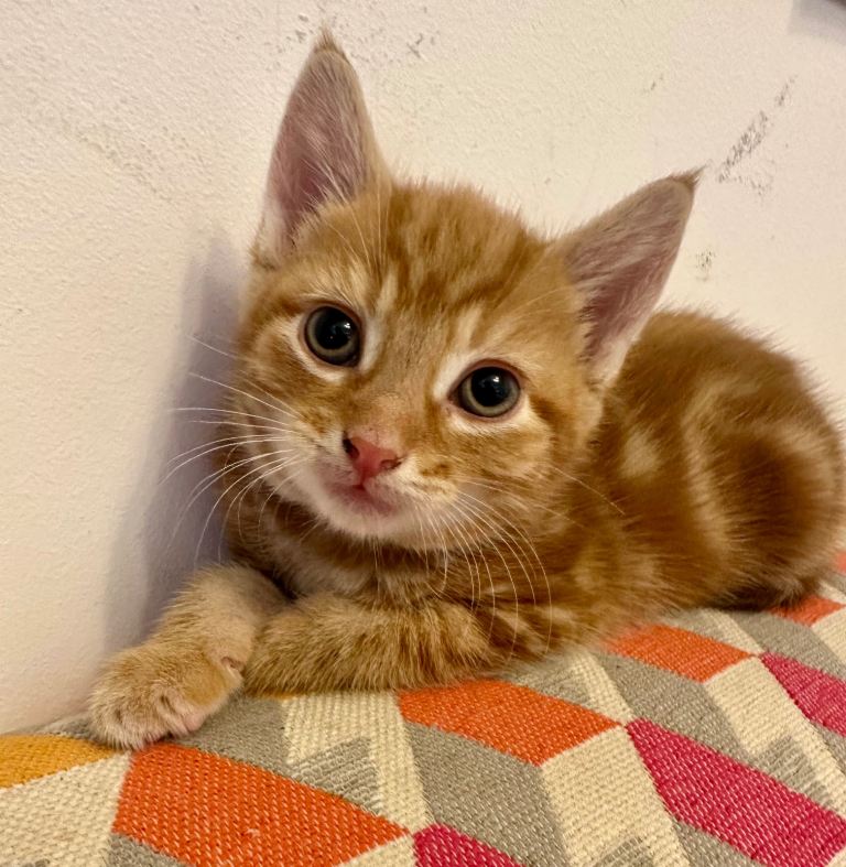 Kittens 