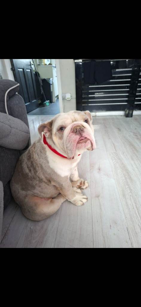 3 year old brittish bulldog for sale £500