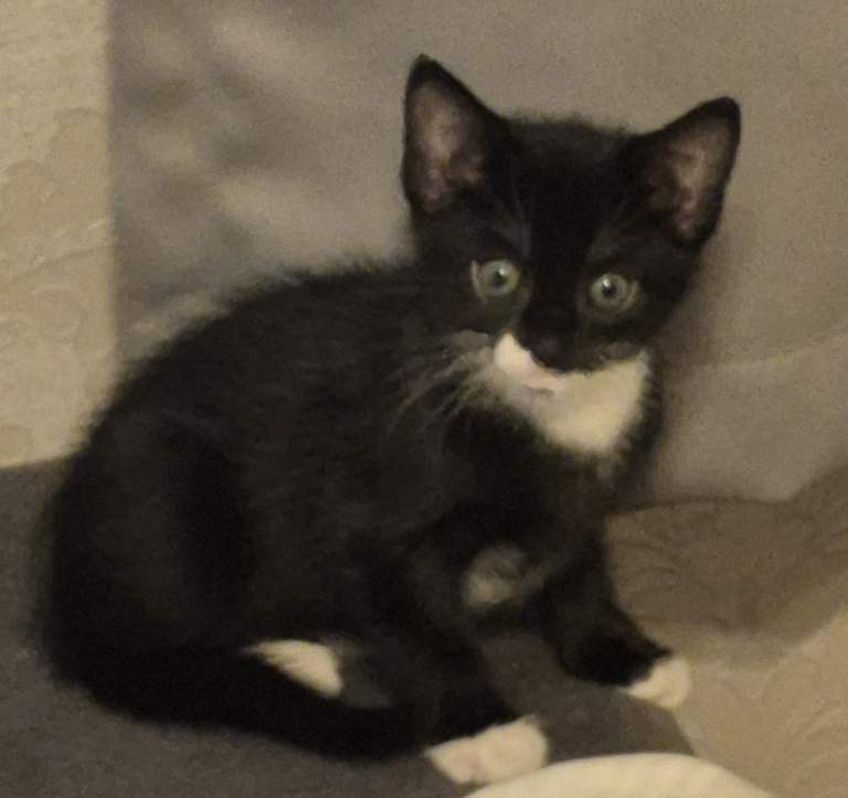 Lovely 8 week old kitten 