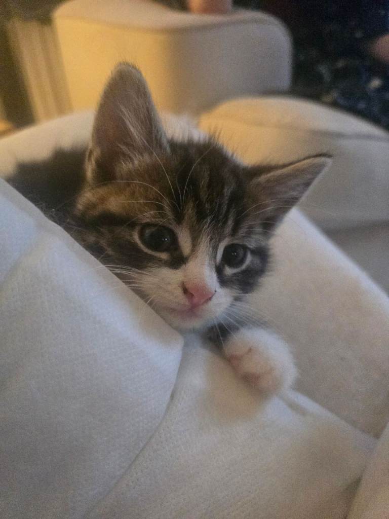 5 gorgeous kittens ready to go