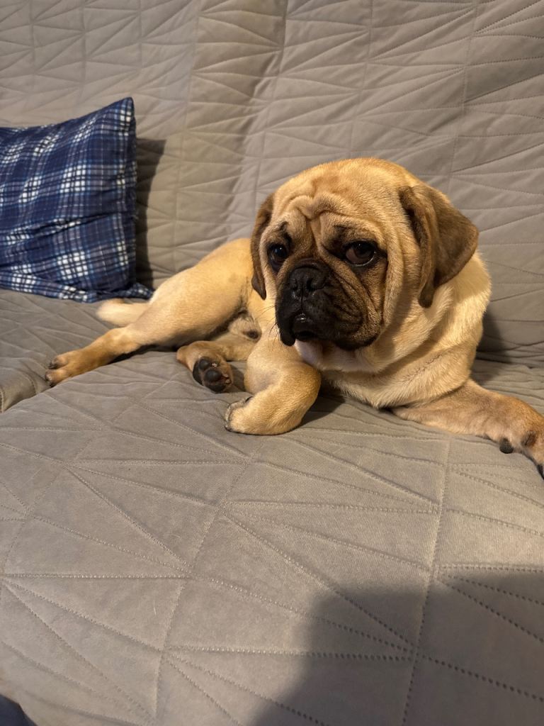 I have a beautiful 11 month old Puggle puppy for sale had all vaccines upto date 