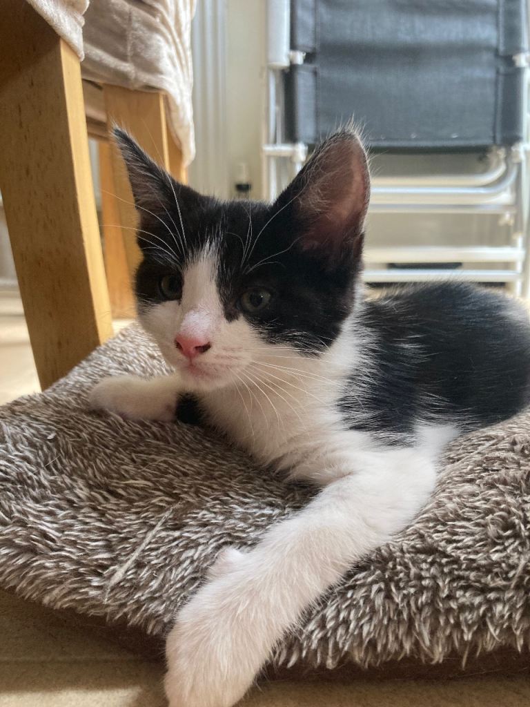 Black & white kitten is looking for a loving home