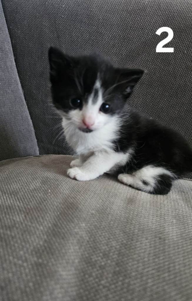2 kittens 