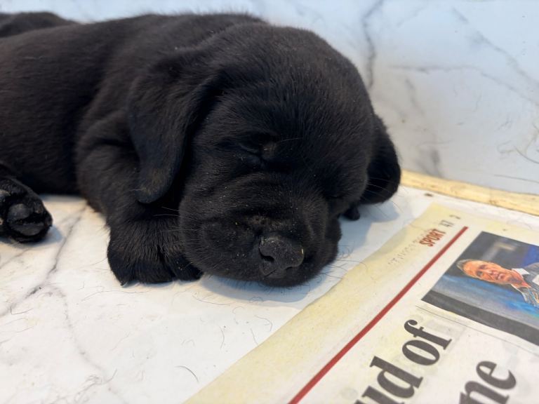 KC Registered Labrador show puppies 