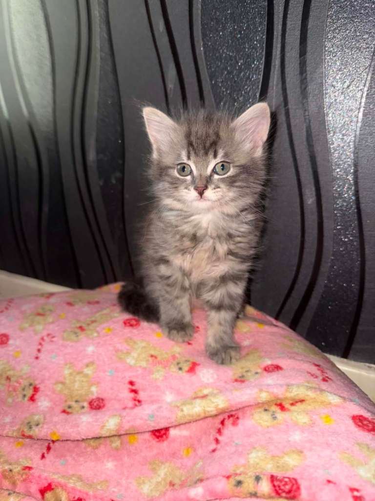 Kittens for sale
