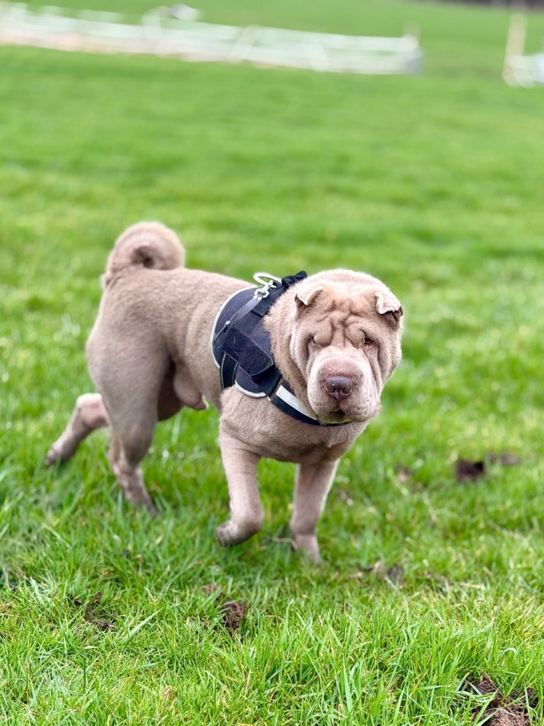 Shar Pei needs loving new home!