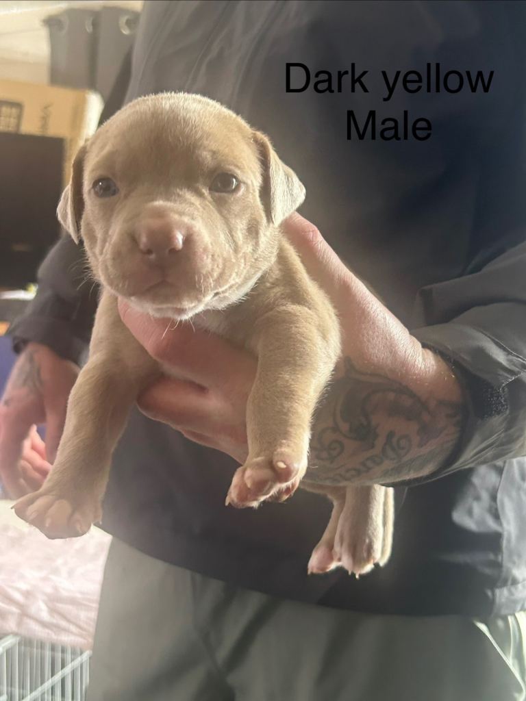 American bulldog puppies