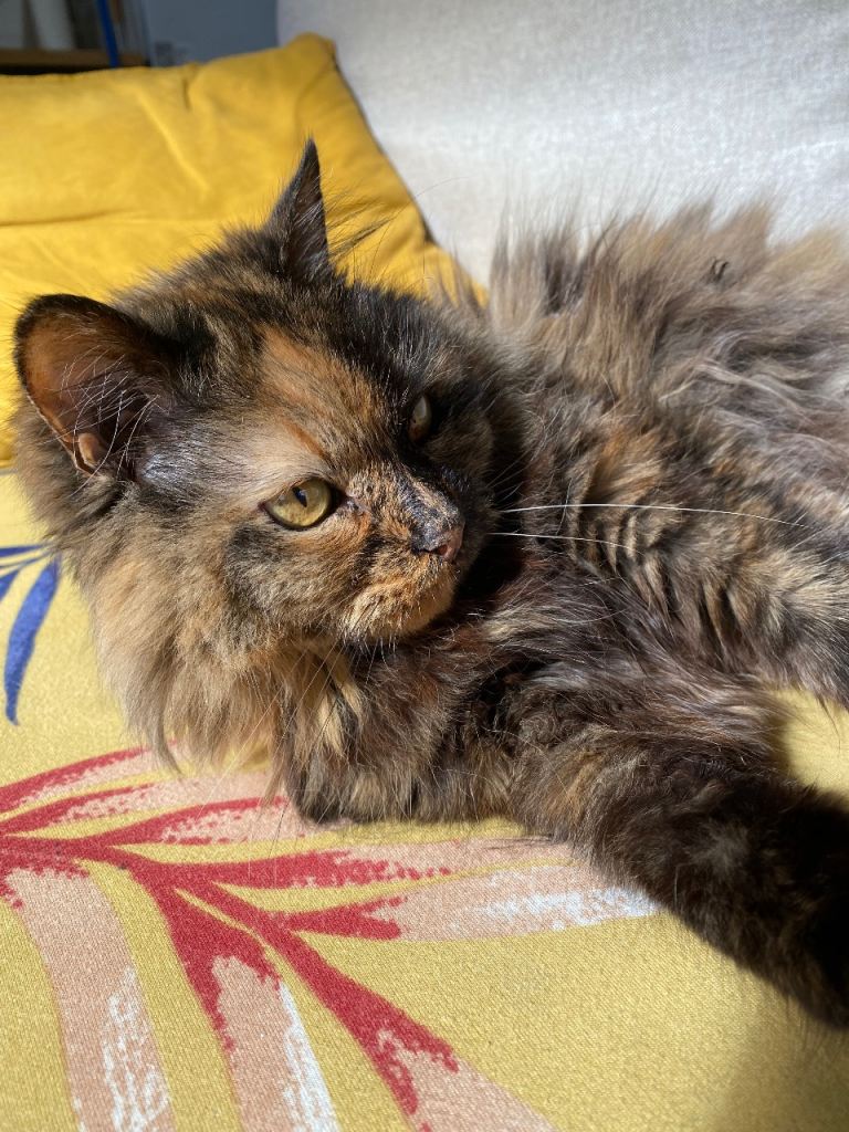 Missing cat in Willesden Green 