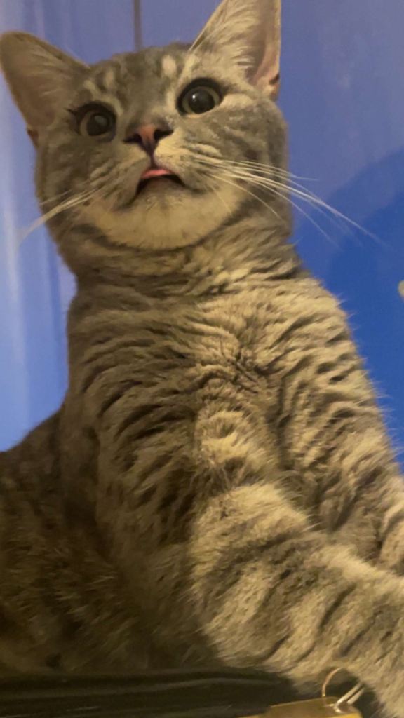Silver American Shorthair cat Male 