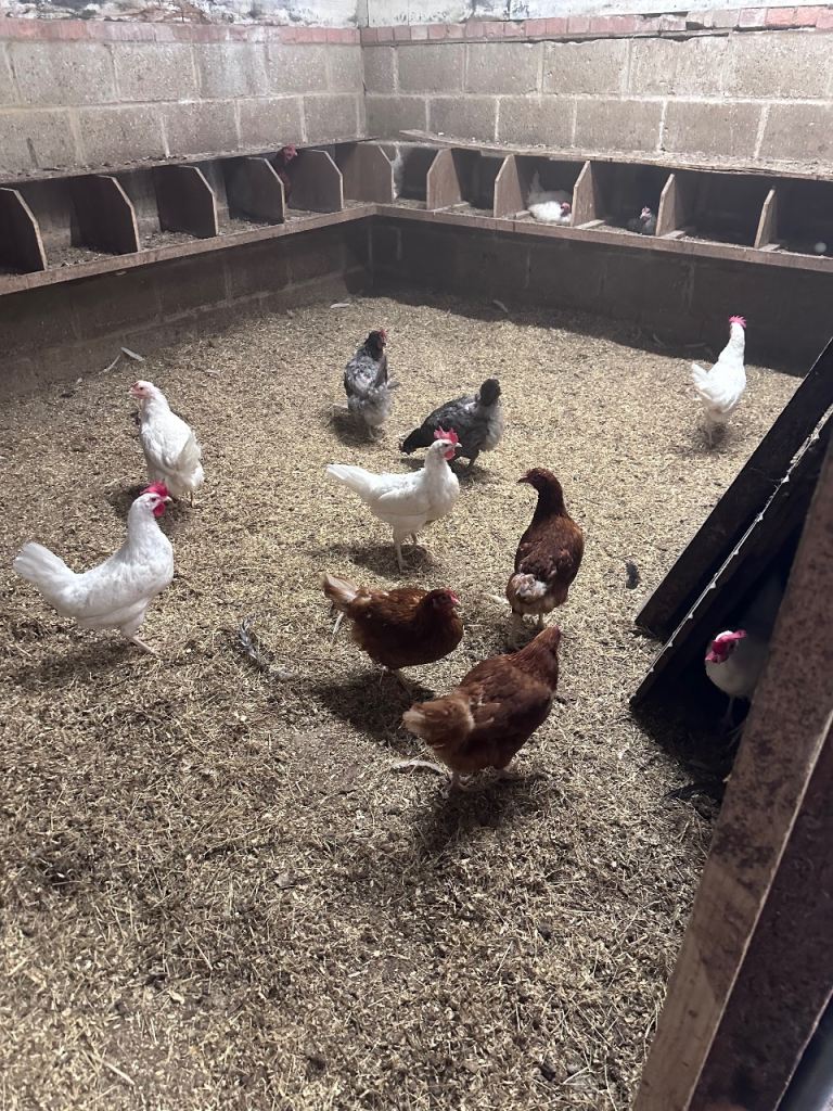 Chicken 