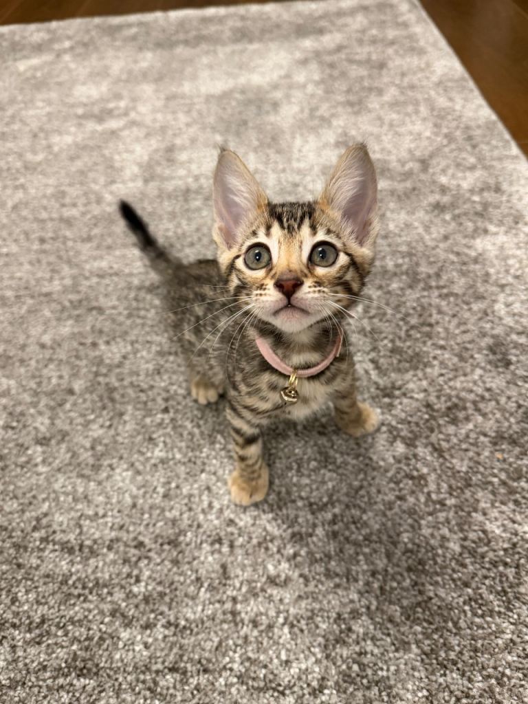 Bouncy Female Bengal Kitten