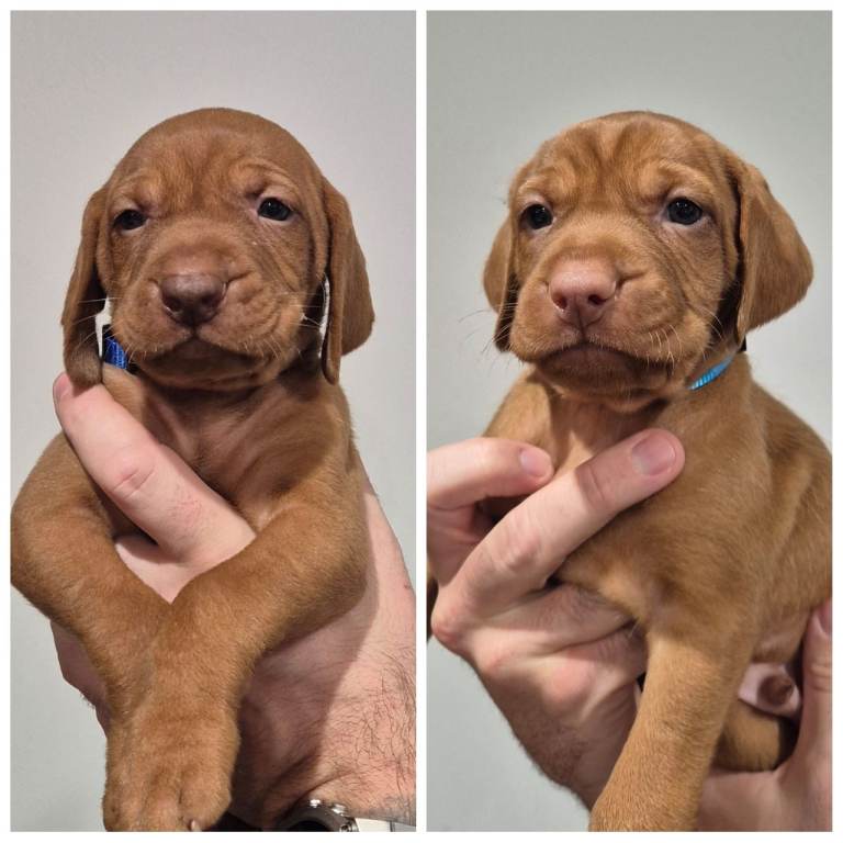 Hungarian Wirehaired Vizsla Puppies 