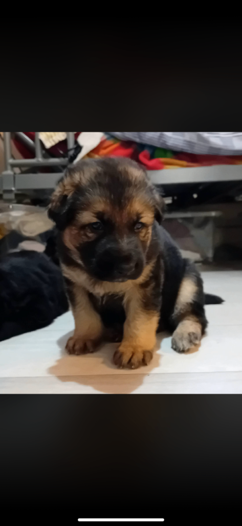 German shepherd puppy’s 