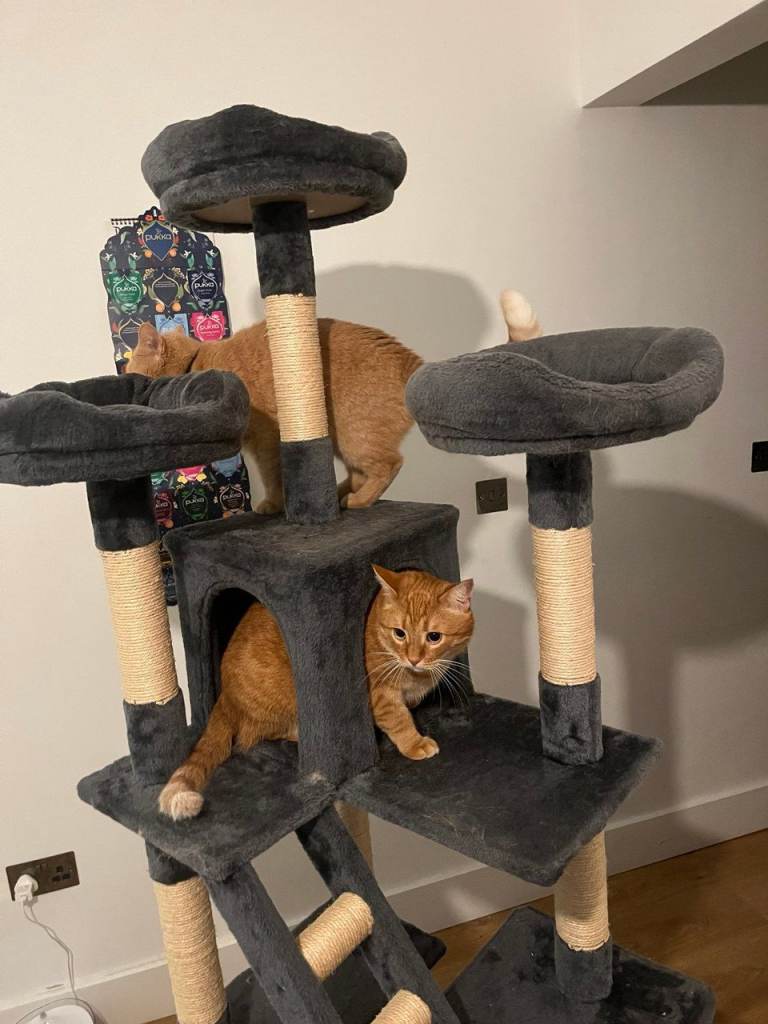 Cat tree 186cm