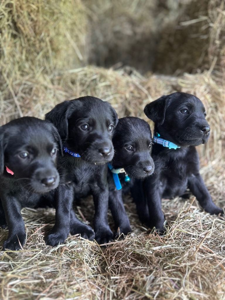 Black Labrador Pedigree Puppies 