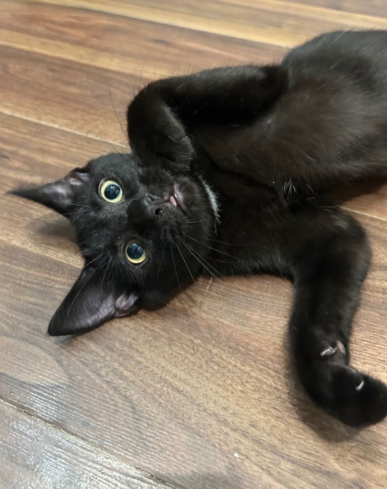 Kittens looking for forever homes