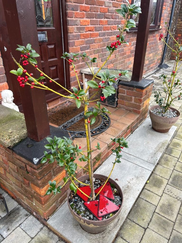 Pair of Standard Holly Trees