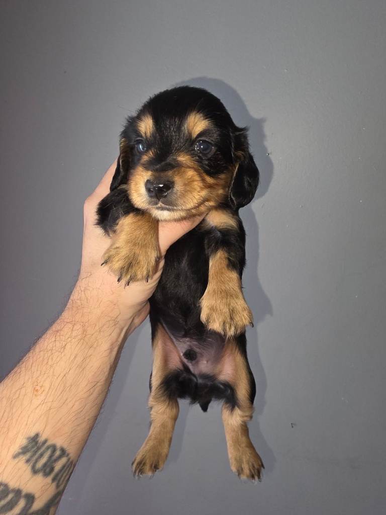 Long Haired Dachshund
