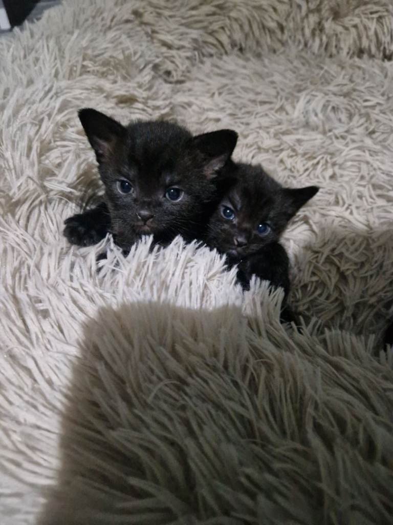 Black Kittens 