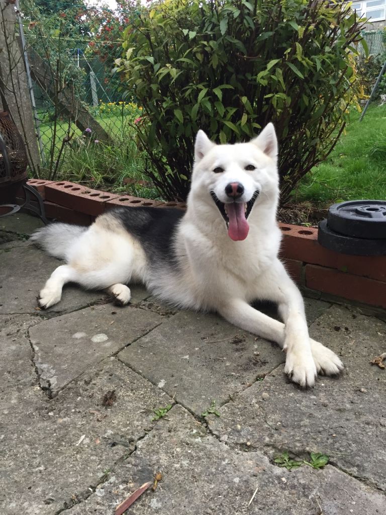 Friendly 10-Year-Old Husky Looking for Loving New Home