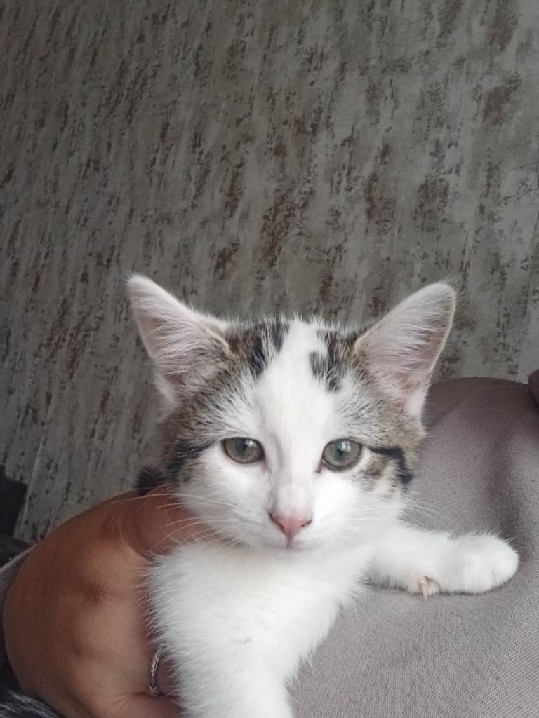 Mix breed kitten