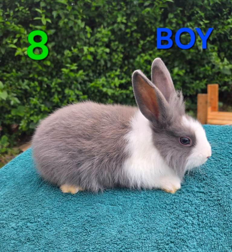 BABY RABBITS/BREEDERS AVAILABLE