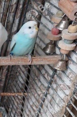 Budgies for sale 