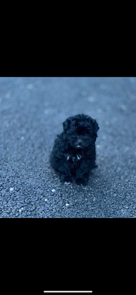 Beautiful puppies for sale 