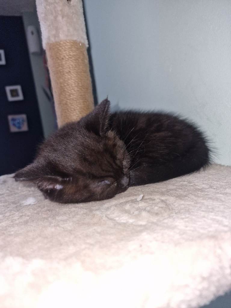 BLACK/BROWN BSH x RAGDOLL x MAINE COON KITTEN LOOKING FOR GOOD HOME