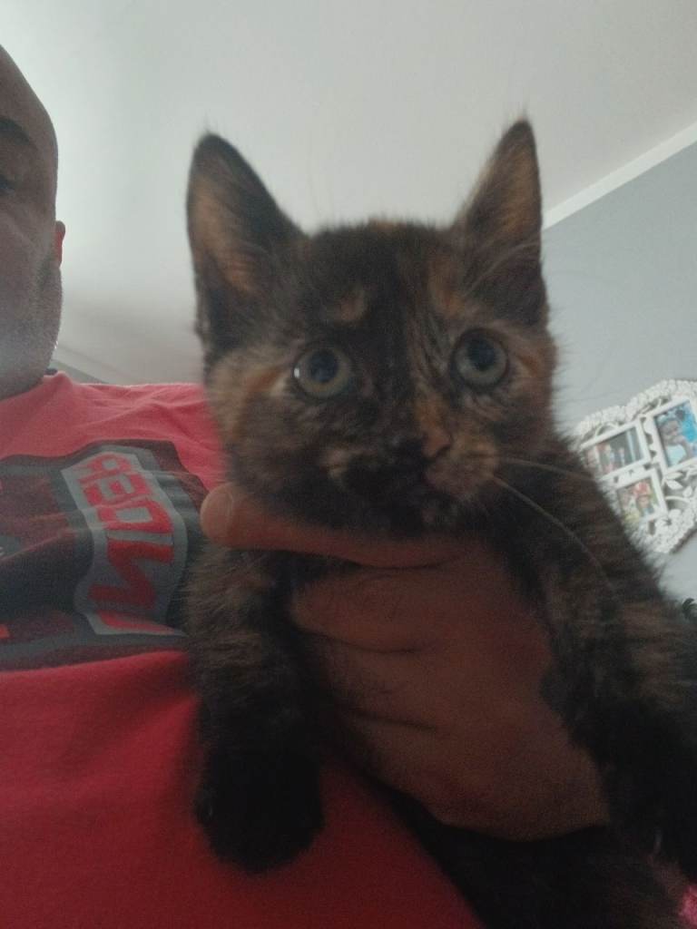 Fluffy X kittens 2 girls