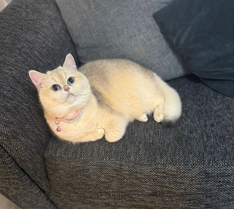 Golden Tipped British Shorthair