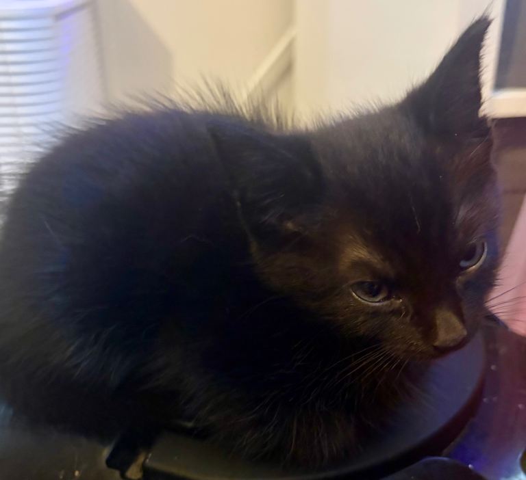 Dark chocolate brown kittens bengal x