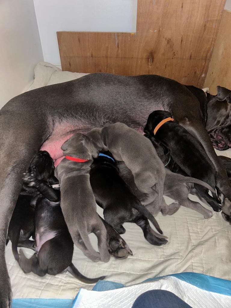 Cane corso ready to go to their new family 