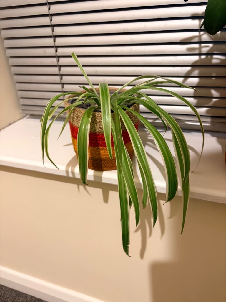 Spider plant