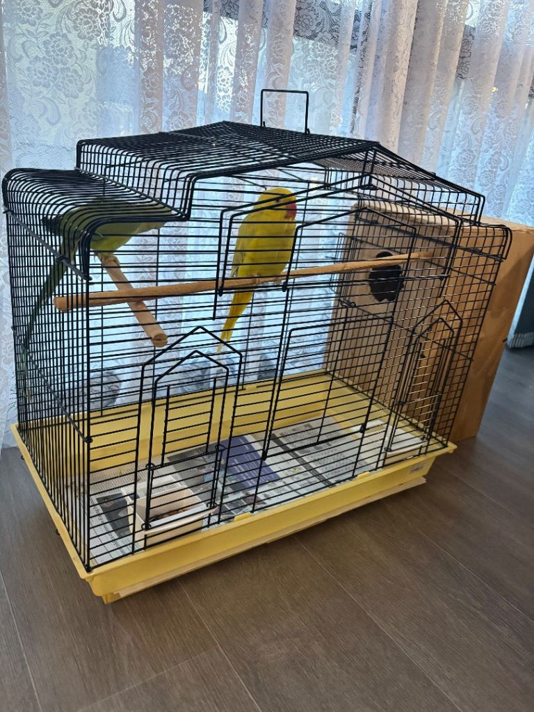 Birds cage