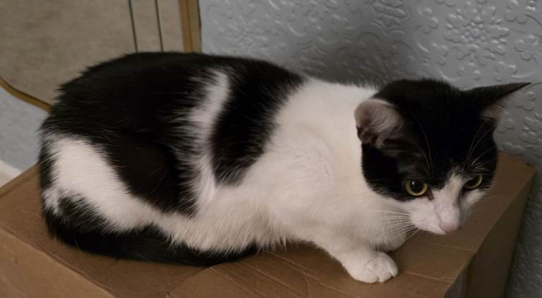 Beautiful Young Adult British Shorthair – Looking for a Loving Home