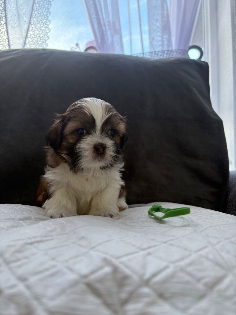 Shih Tzu