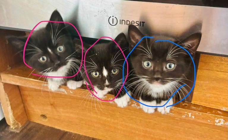Kittens