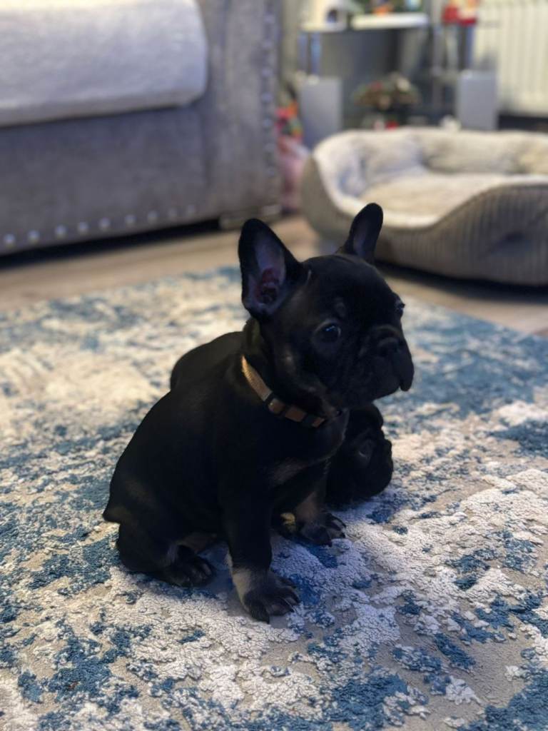 FRENCH BULLDOG 