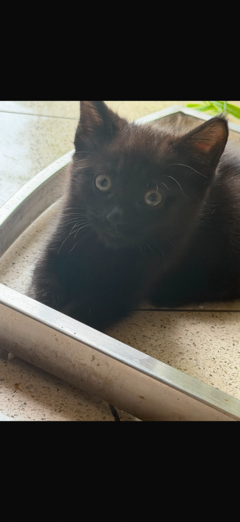 Adorable Black Kitten 